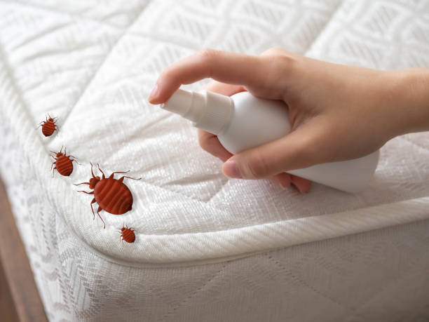 Best Wasp Removal Services  in Limestone, IL